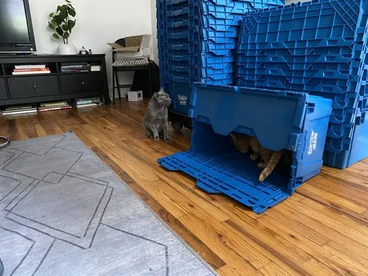 Bin It Moving photo 1
